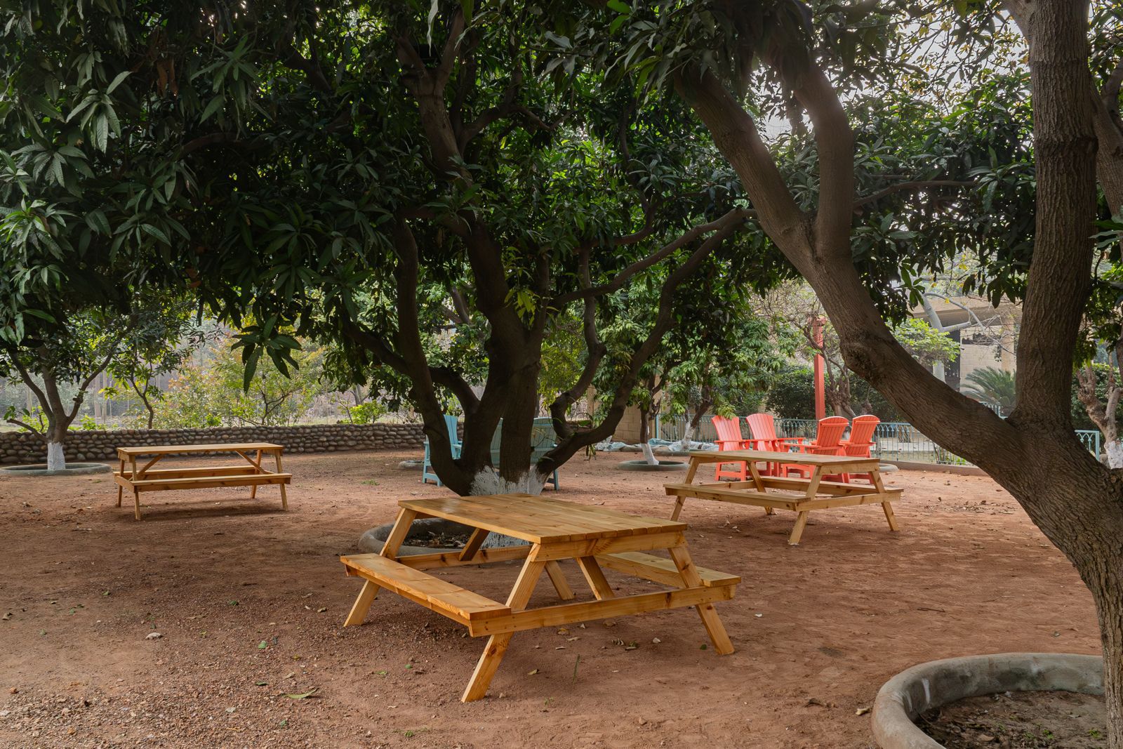 Mango Grove